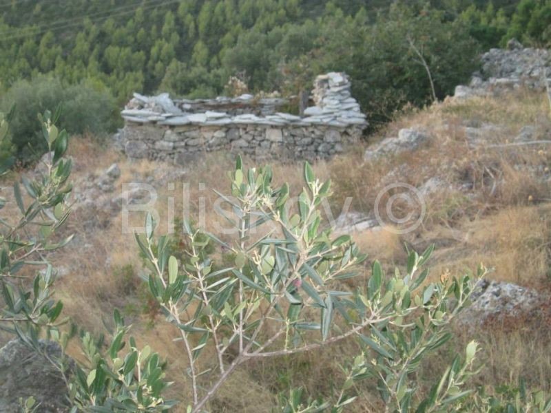 images